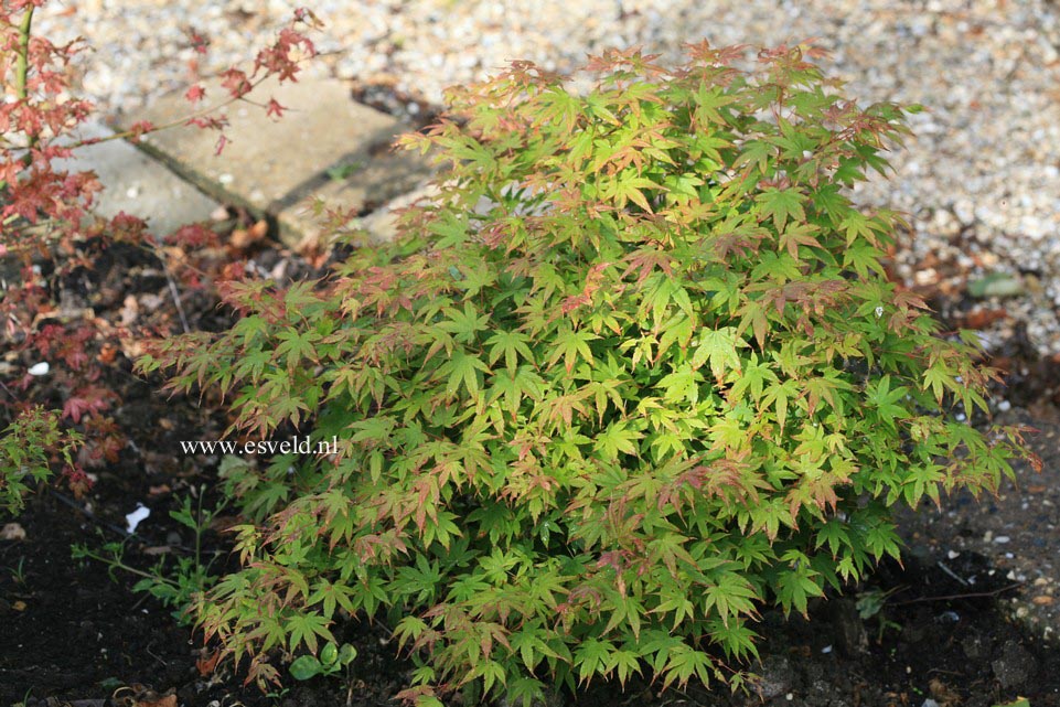 Acer palmatum 'Caperci Dwarf'