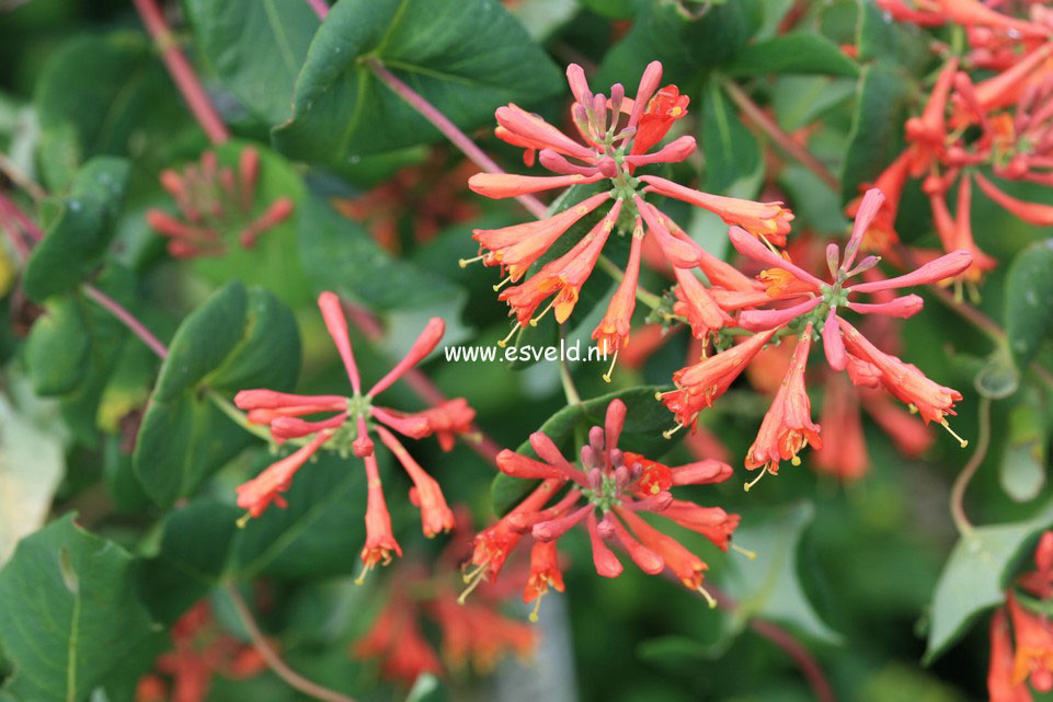 Lonicera brownii 'Dropmore Scarlet'