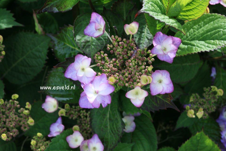 Hydrangea macrophylla 'Dancing Lady'