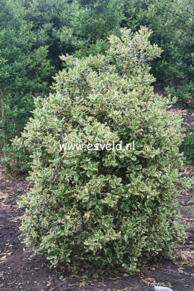 Ilex aquifolium 'Ferox Argentea'