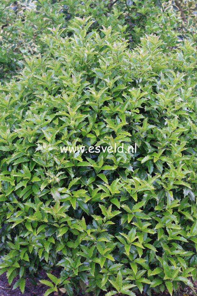 Ilex colchica