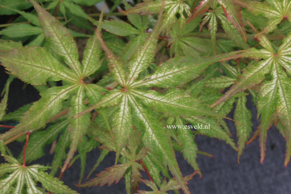 Acer palmatum 'Elmwood'