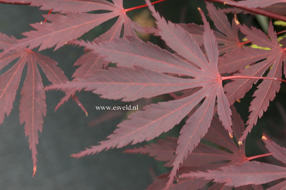 Acer palmatum 'Kuro kami yama'