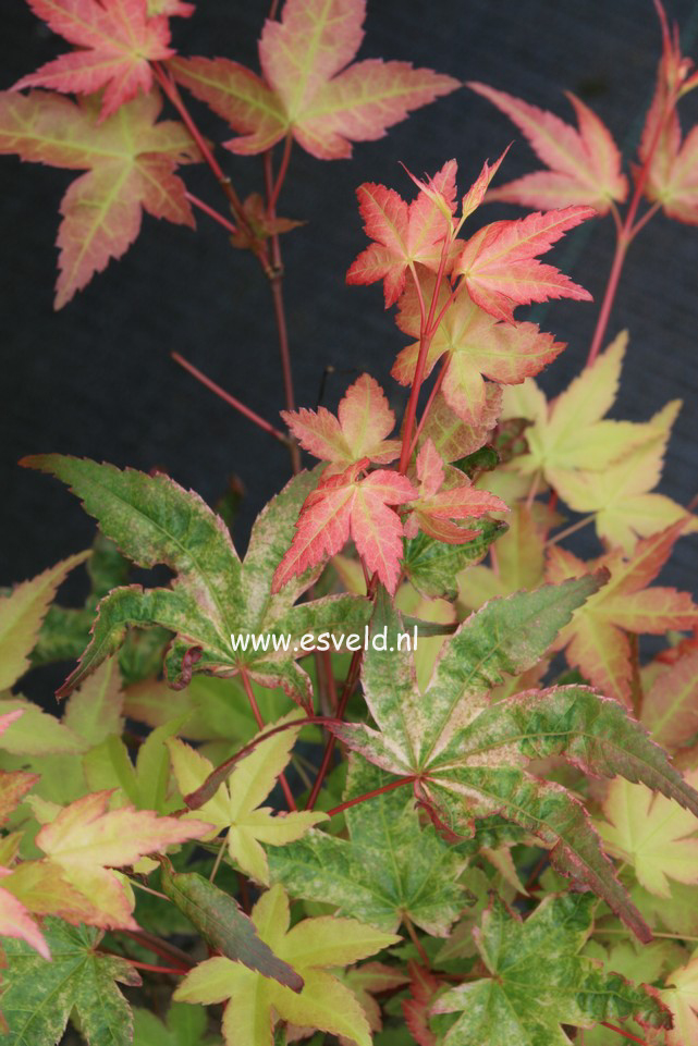 Acer palmatum 'Seigen Aureum'