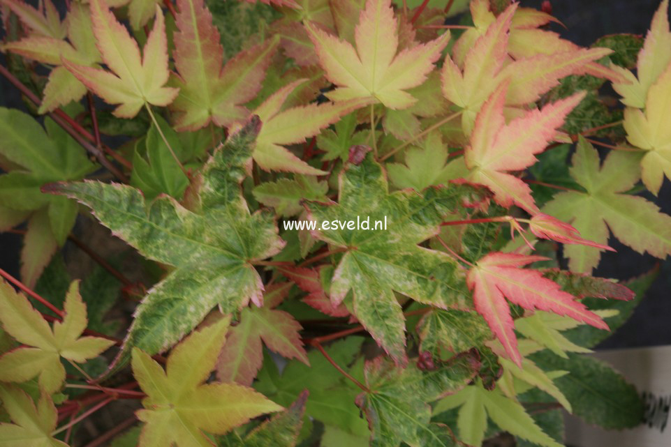 Acer palmatum 'Seigen Aureum'