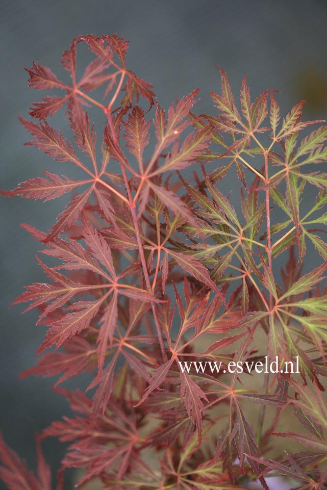 Acer palmatum 'Arton'