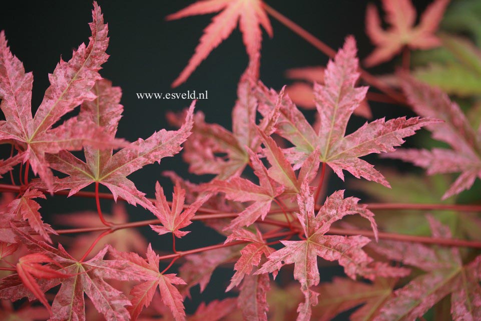 Acer palmatum 'Hino tori nishiki'