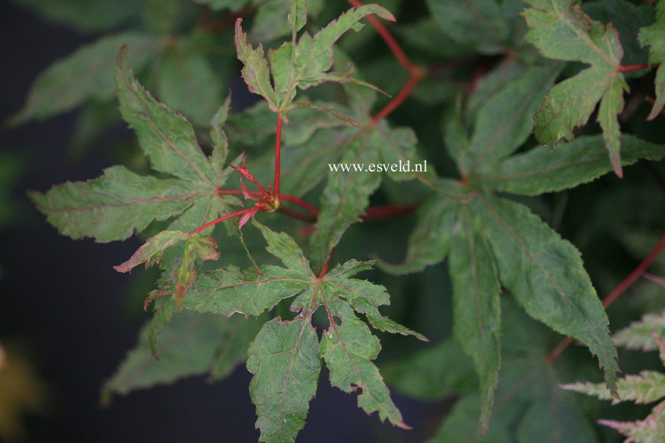 Acer palmatum 'Rugose'