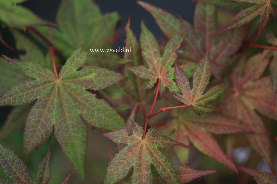 Acer palmatum 'Baby Ghost'