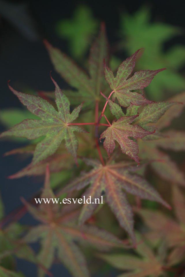 Acer palmatum 'Baby Ghost'