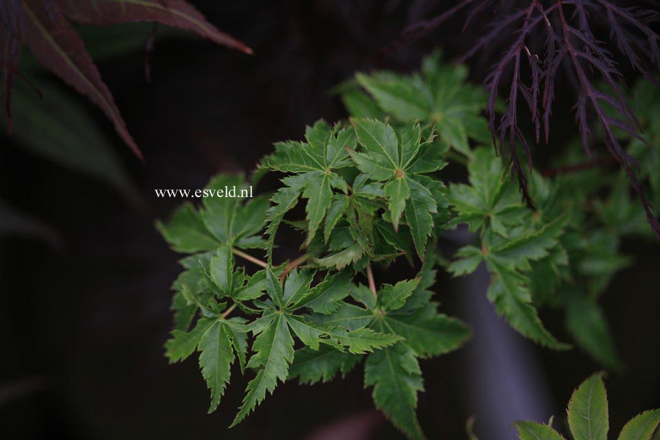 Acer palmatum 'Krazy Krinkle'