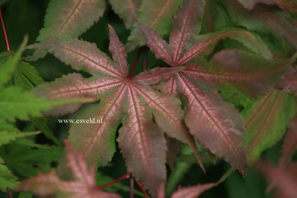 Acer palmatum 'Amber Ghost'