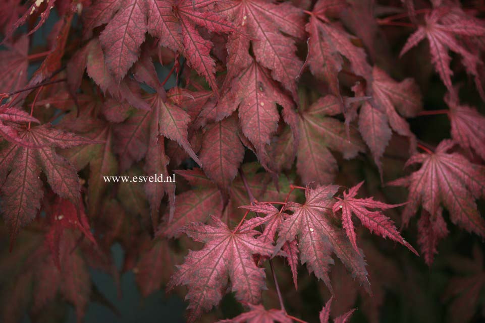 Acer palmatum 'Amber Ghost'