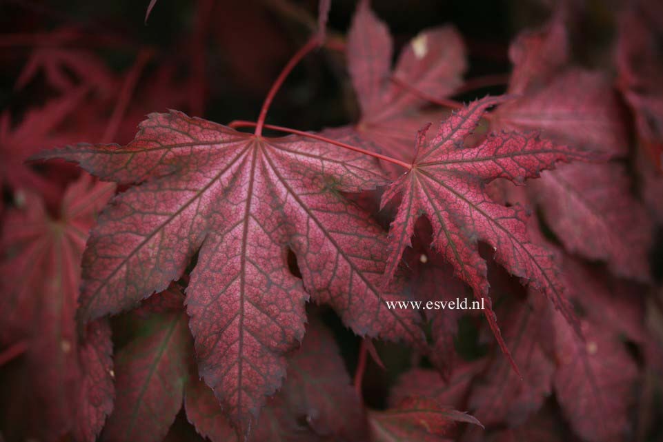 Acer palmatum 'Amber Ghost'