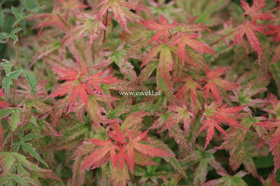 Acer palmatum 'Beni otome'