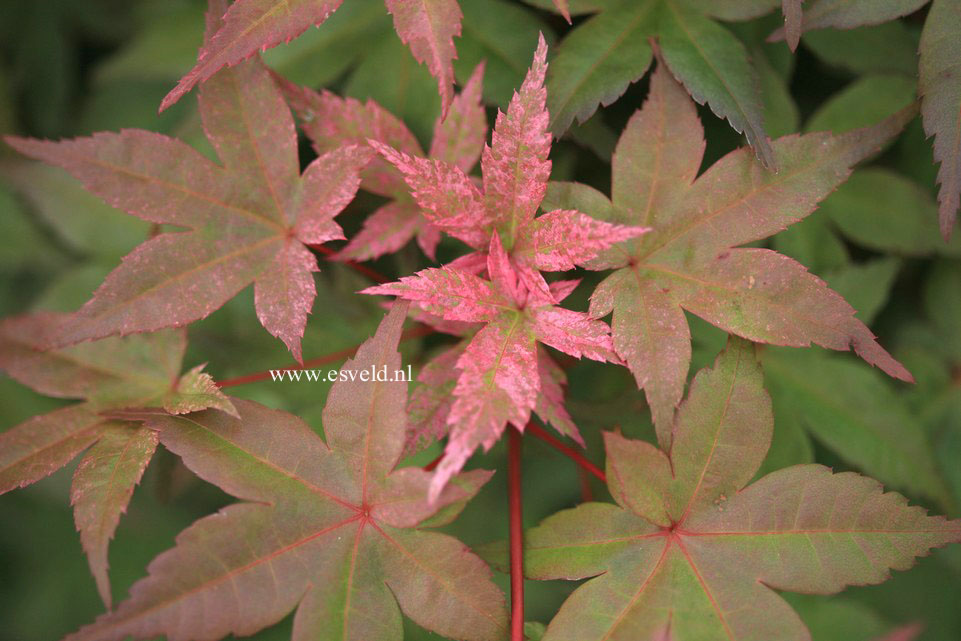 Acer palmatum 'Nishiki no murasaki'