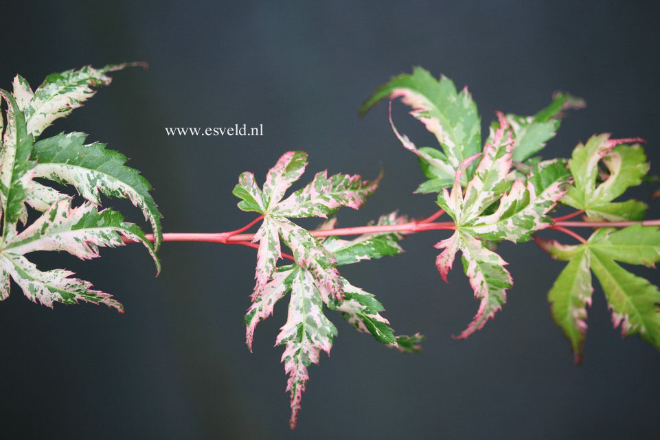 Acer palmatum 'Tsuru no mai'