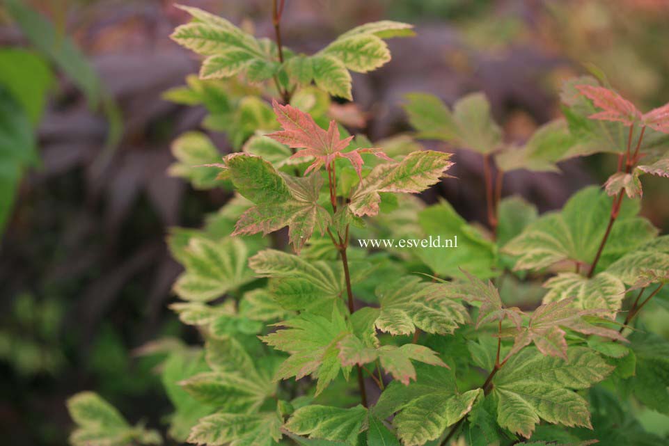 Acer circinatum 'W.B.Hoyt'