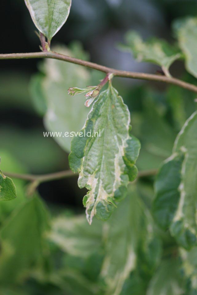 Parrotia persica 'Persian Lace'