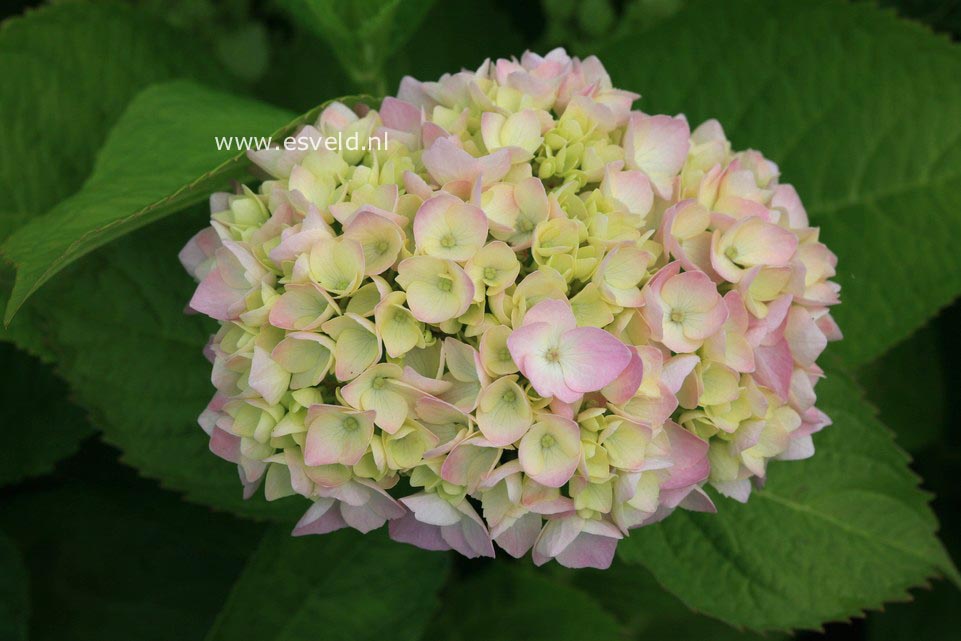 Hydrangea macrophylla 'Blue Bonnet'