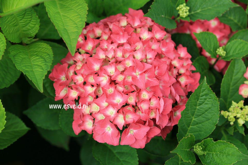 Hydrangea macrophylla 'Miss Belgium'