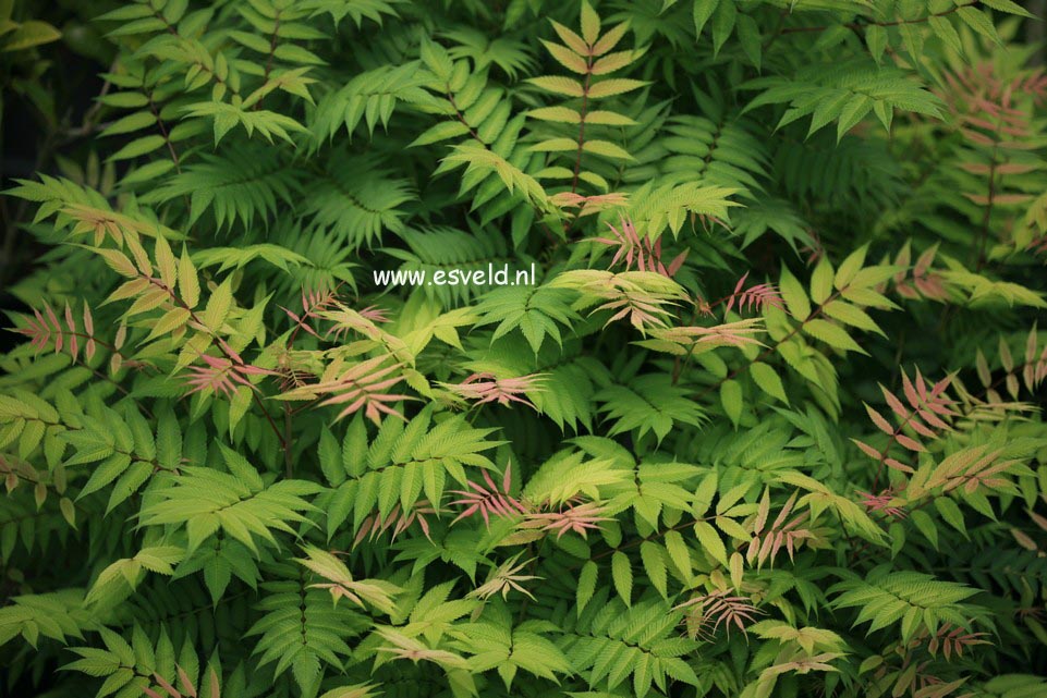 Sorbaria sorbifolia 'Sem'