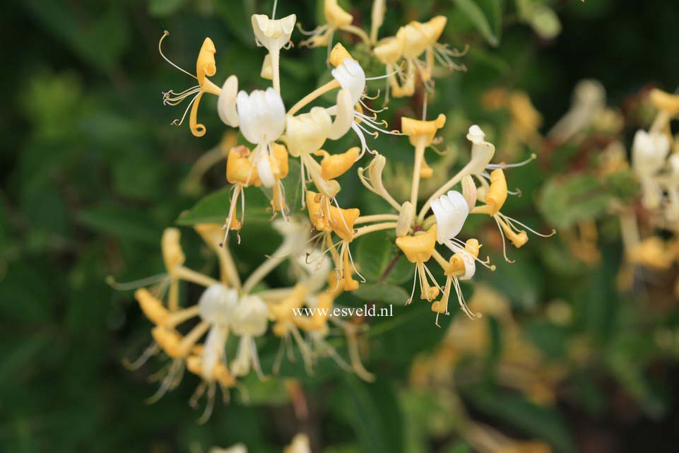 Lonicera periclymenum 'Scentsation'