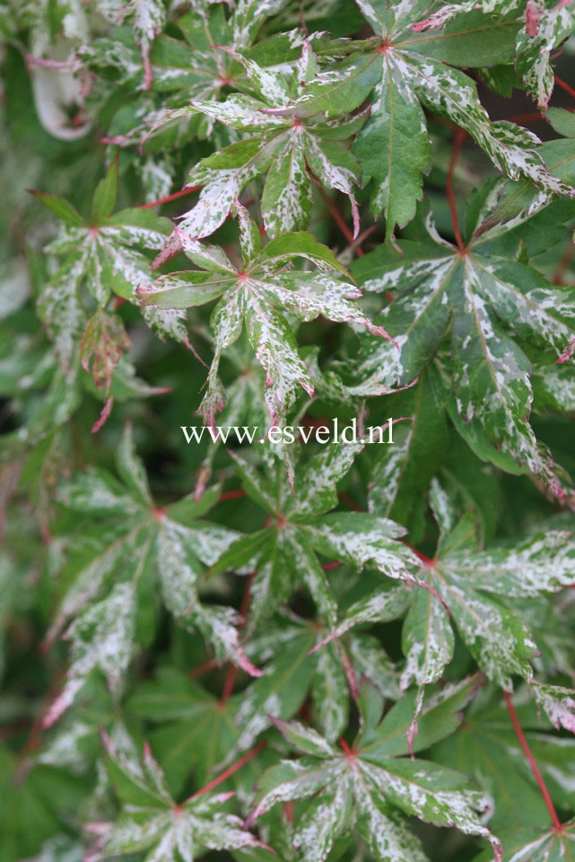 Acer palmatum 'Tsuru no mai'