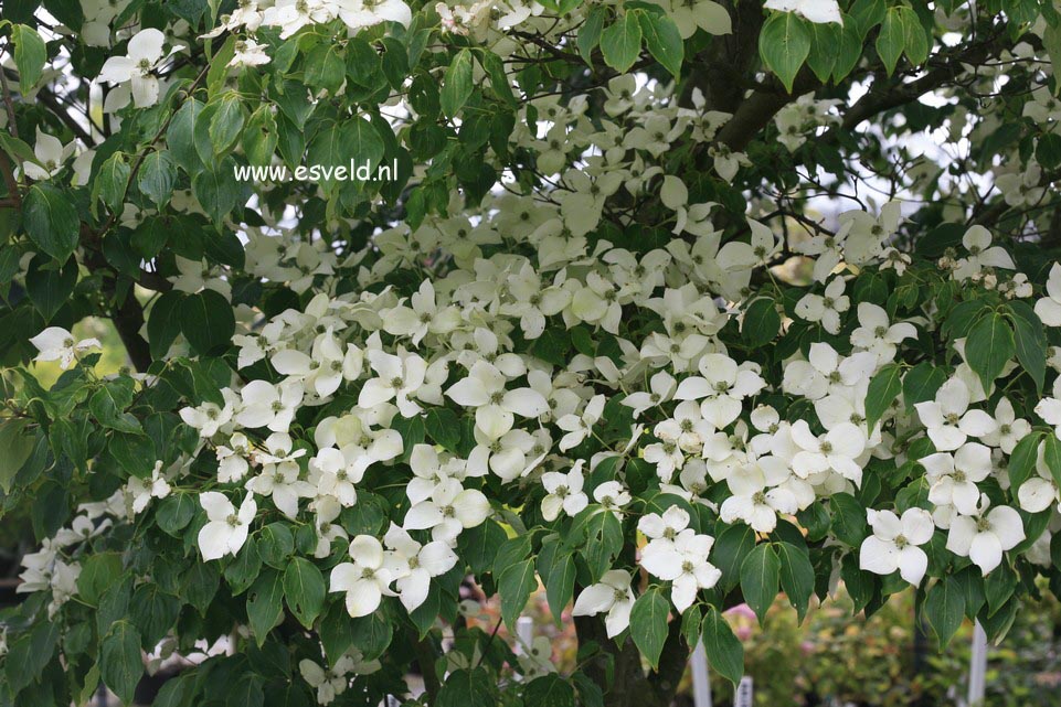 Cornus kousa 'China Girl'