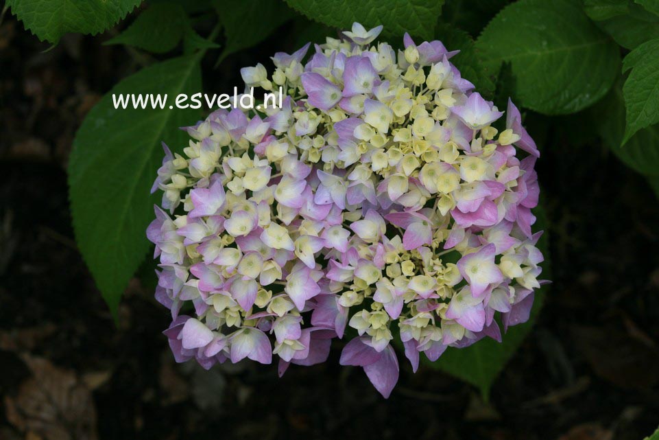 Hydrangea macrophylla 'Shin ozaki'