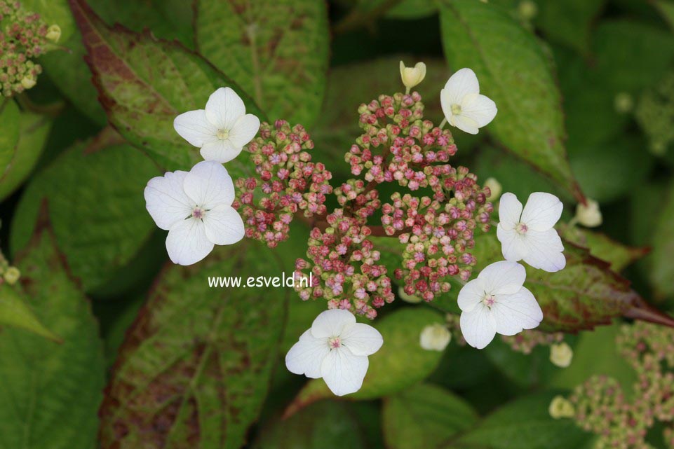 Hydrangea serrata 'Forget Me Not'