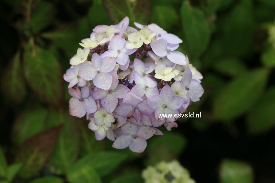 Hydrangea serrata 'Maiko'