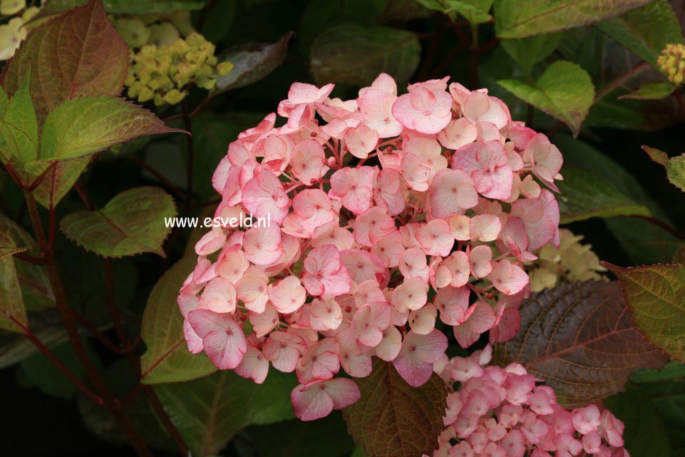 Hydrangea serrata 'Preziosa'