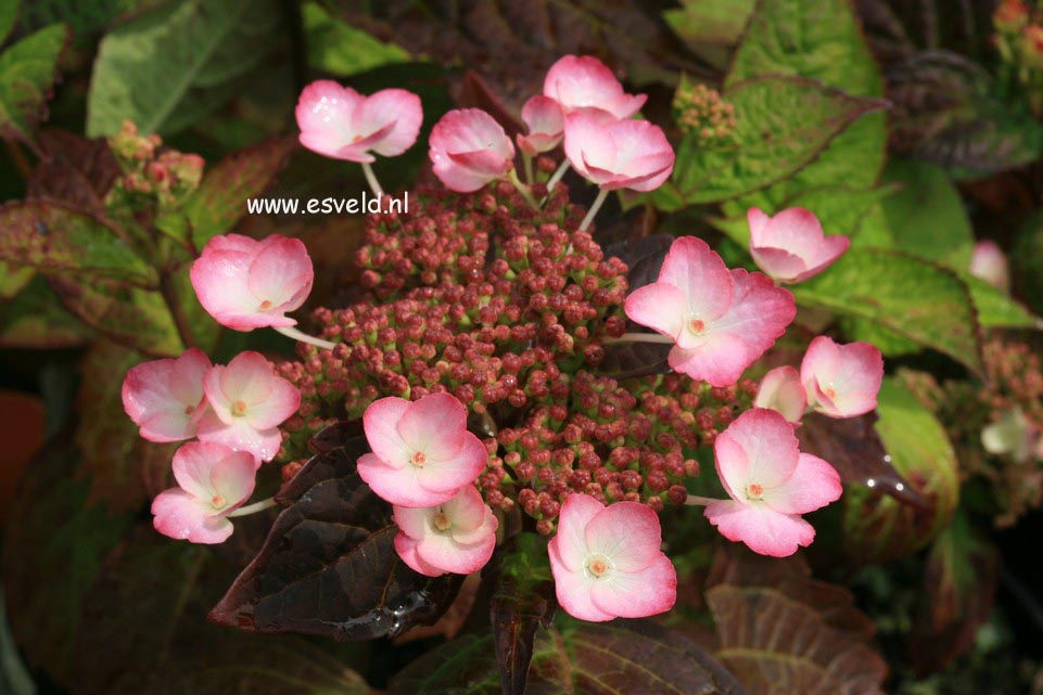 Hydrangea macrophylla 'Dancing Lady'