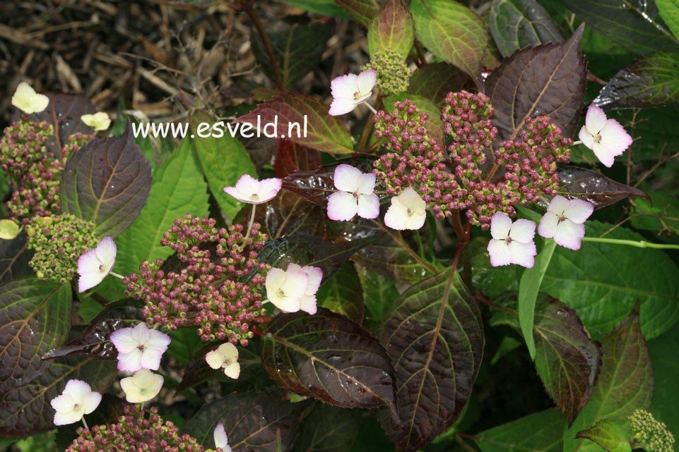 Hydrangea serrata 'Aka tsanayama'