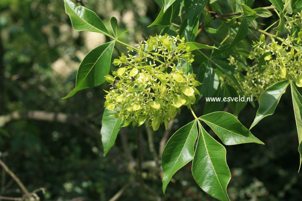 Ptelea trifoliata