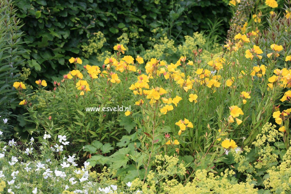 Oenothera fruticosa 'Fyrverkeri'