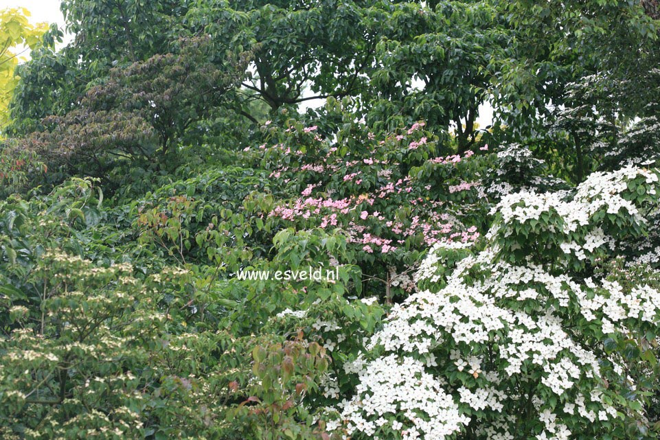 Cornus kousa