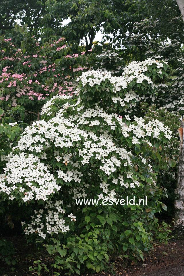 Cornus kousa 'Schmetterling'