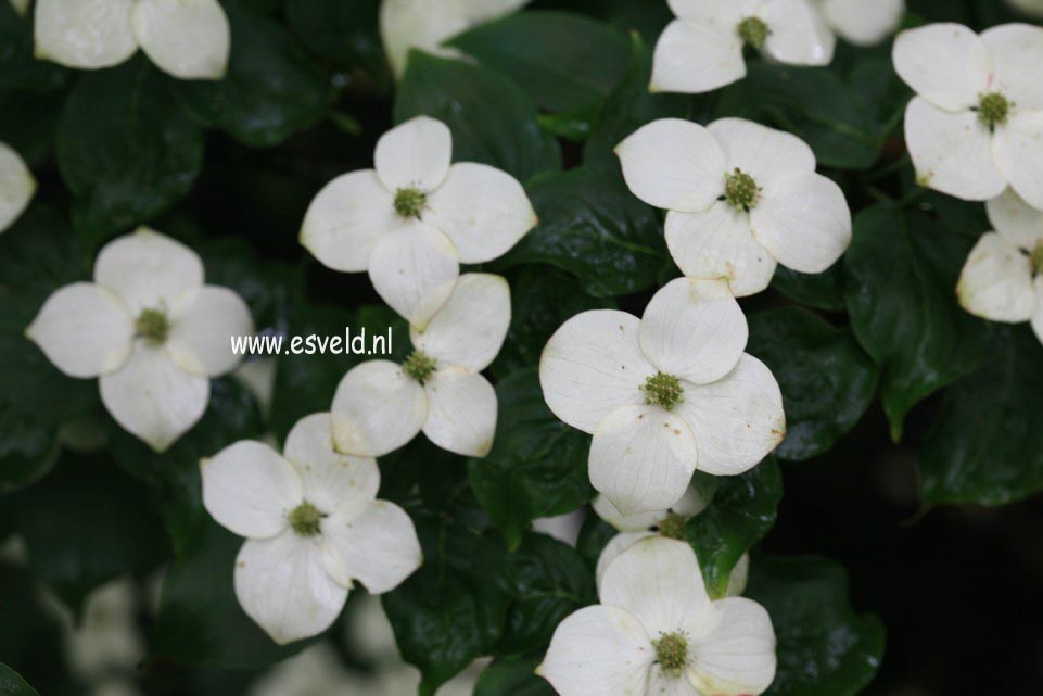 Cornus kousa 'Claudia'