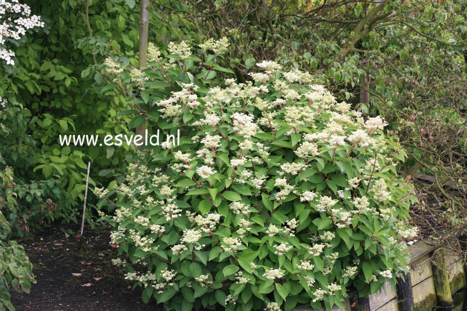 Hydrangea paniculata 'Bulk' (EARLY SENSATION)