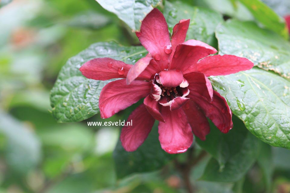 Calycanthus raulstonii 'Hartledge Wine'