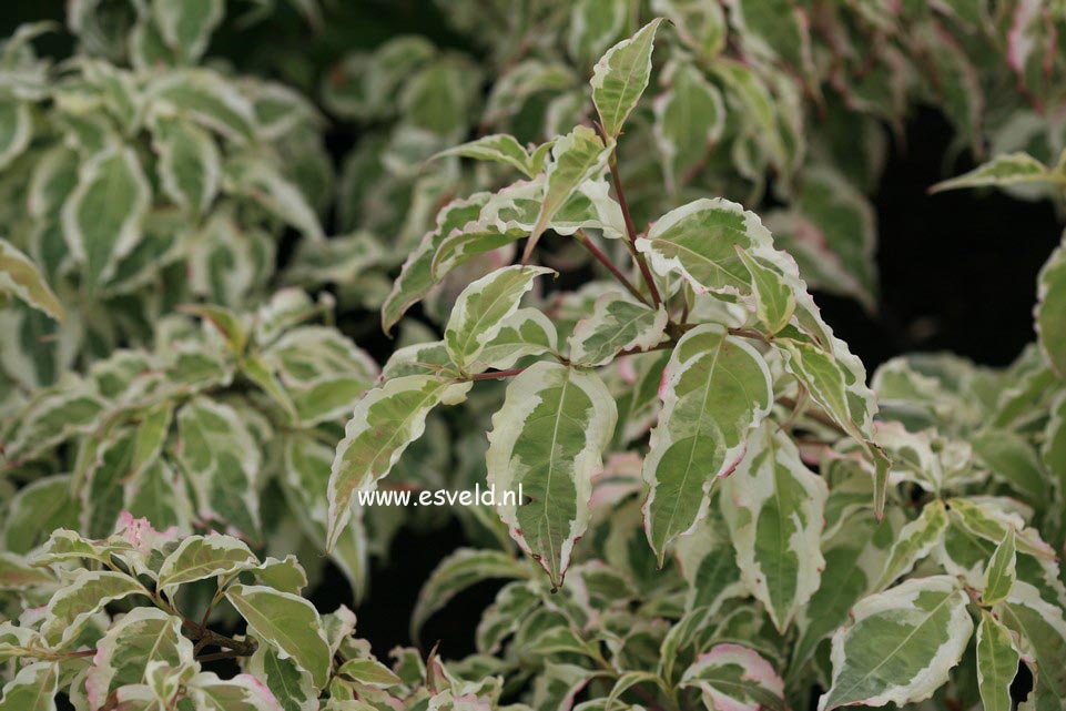 Cornus kousa 'Laura'