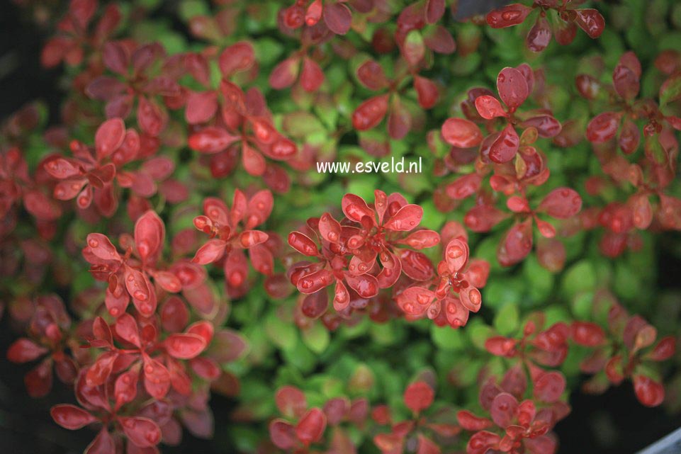 Berberis thunbergii 'Admiration'