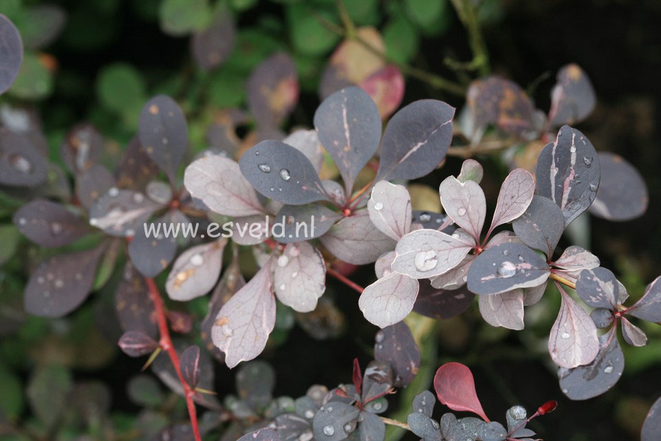 Berberis ottawensis 'Silver Miles'