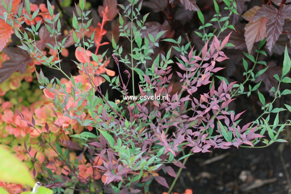 Nandina domestica 'Monum' (PLUM PASSION)