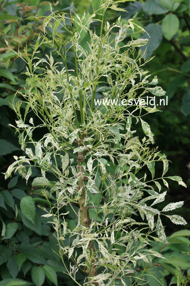 Fraxinus angustifolia 'Variegata'