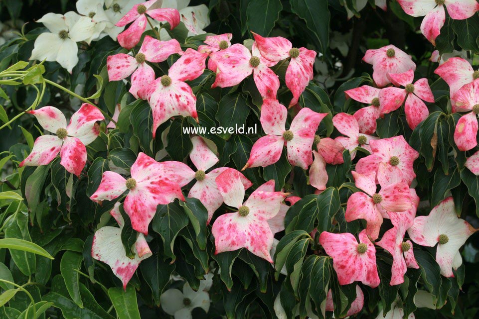 Cornus kousa 'Trinity Star'