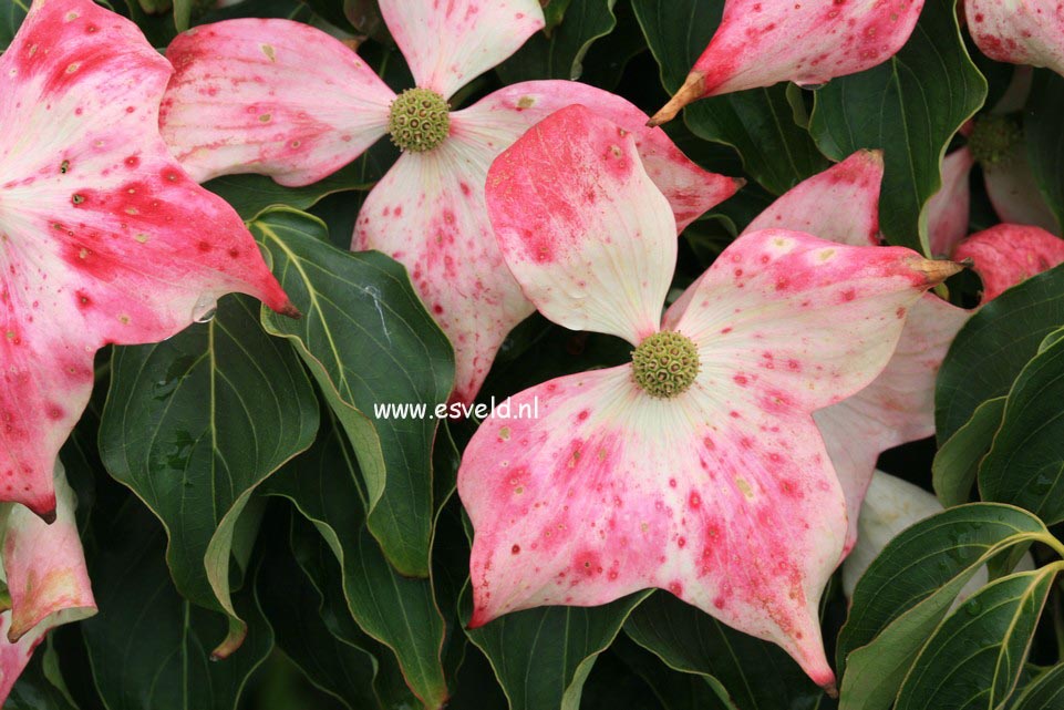 Cornus kousa 'Trinity Star'