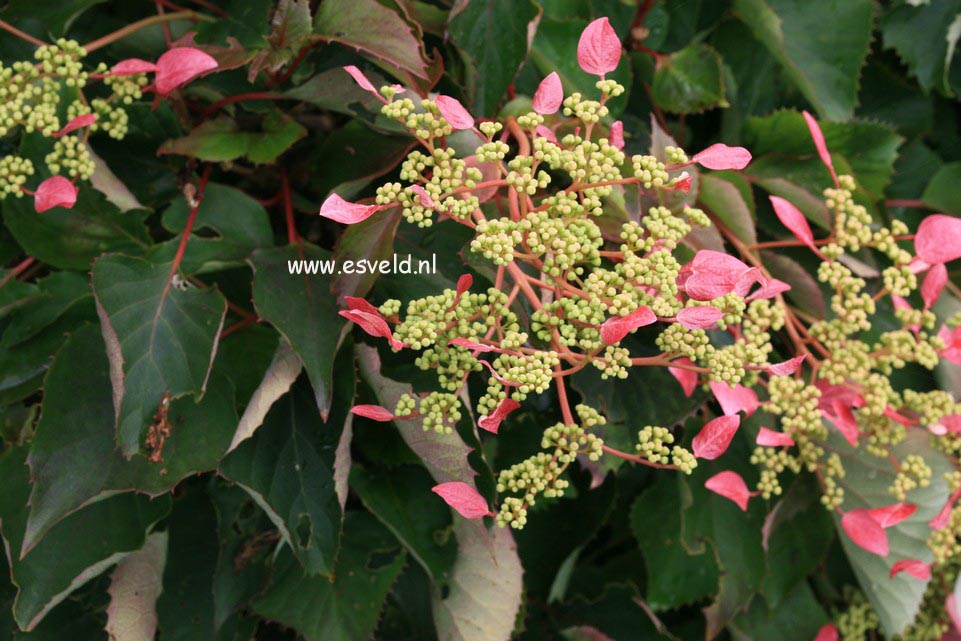 Schizophragma hydrangeoides 'Roseum'